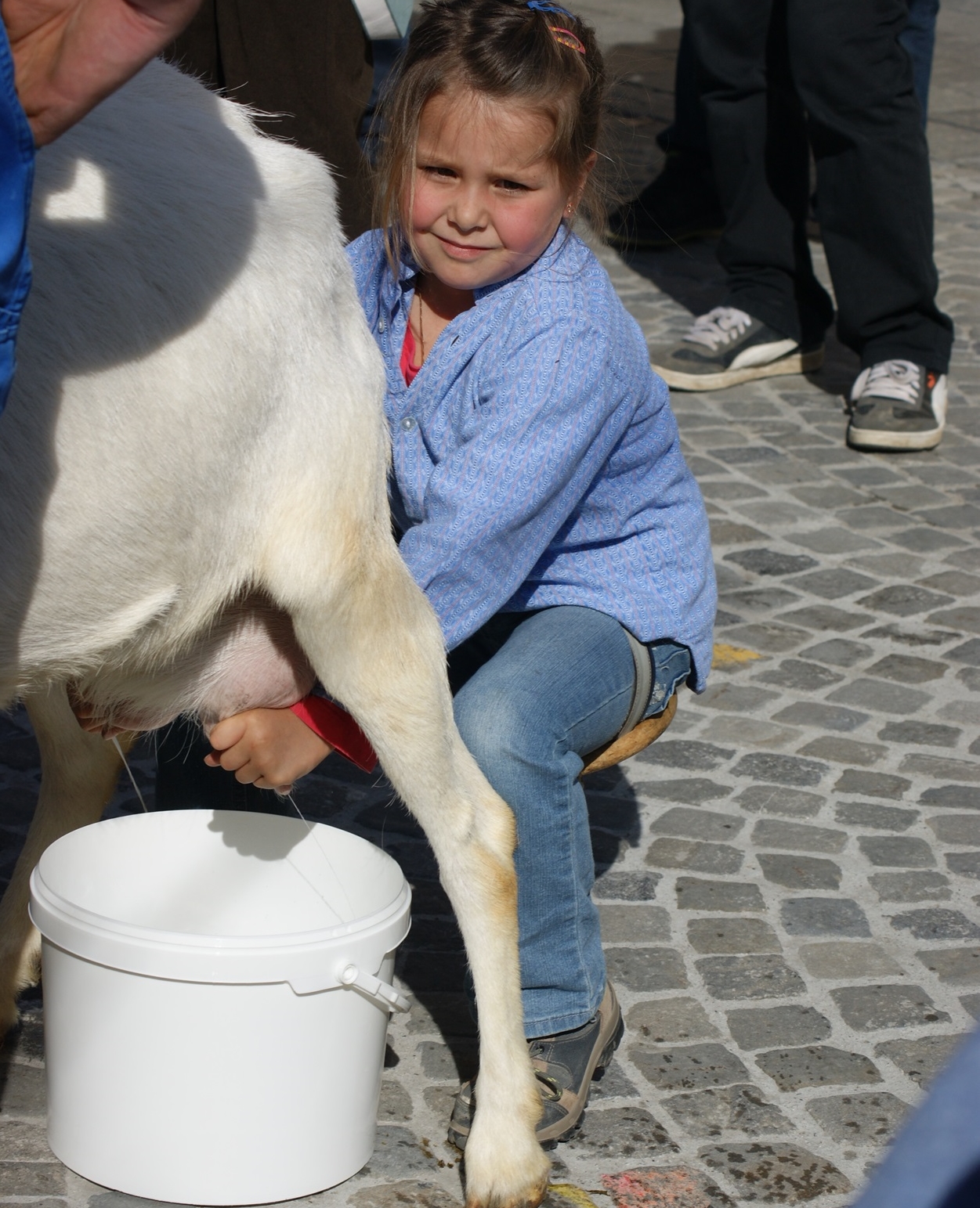 Ziegen melken für Kinder unter fachkundiger Anleitung - ein Riesenspass!